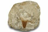 Otodus Shark Tooth Fossil in Rock - Morocco #257660-1